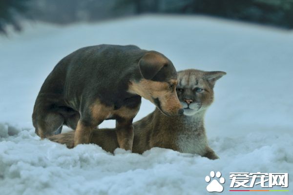 米克斯狗狗成为电影演员 还意外与狗姊妹相认