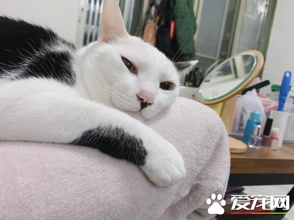 猫大盗被当场抓包 超级逗趣的现行犯模样