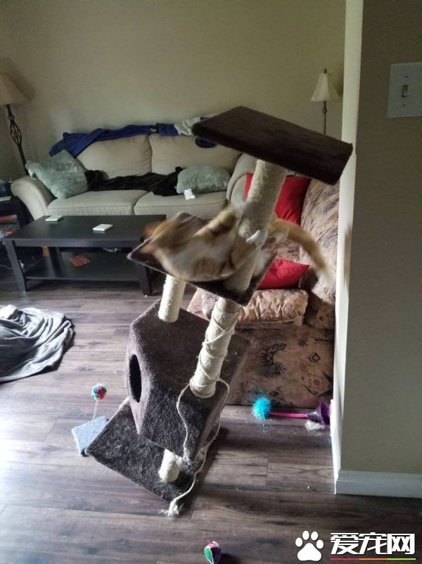 用一张照片形容你的猫 会是哪张代表照呢?