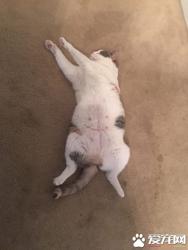 用一张照片形容你的猫 会是哪张代表照呢?