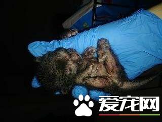 小猫咪先天性畸形像小黑蜘蛛 却依然勇敢探索世界