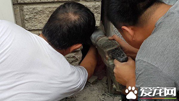 小猫翘家卡石缝内 屋主超佛心同意拆墙救猫