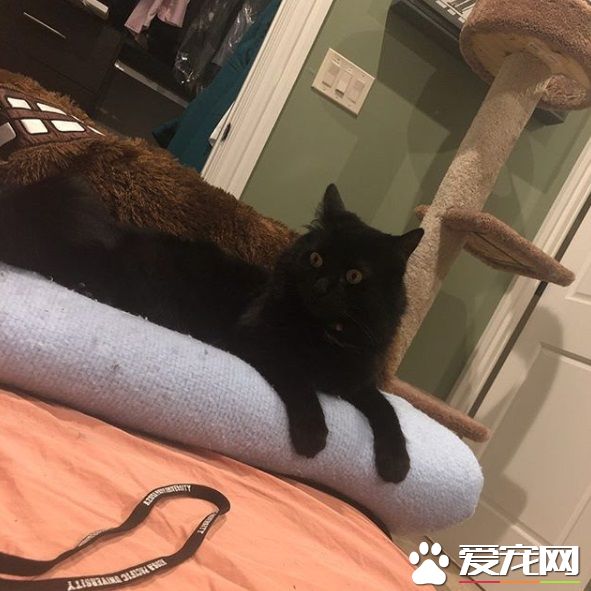 女孩离家去念大学 富爸爸租1500美金公寓安置猫咪