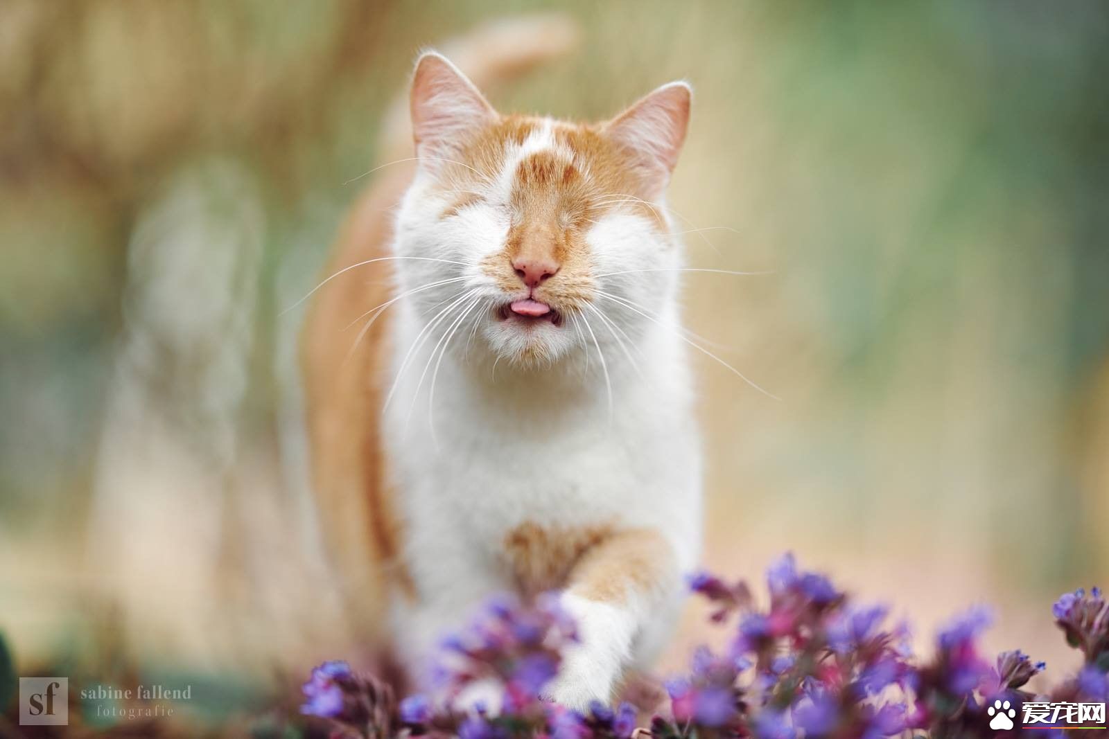 无眼猫超幸运遇好主人 收编后还会超多才艺