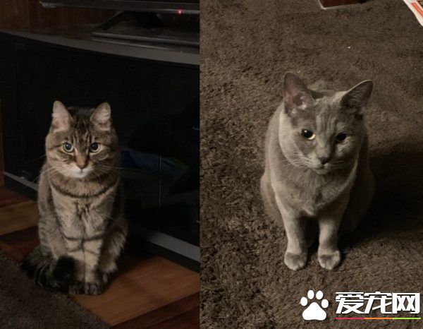 开灯的现行犯 原来是鬼灵精怪的虎斑猫!