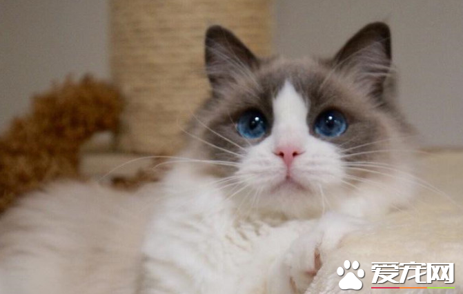 布偶猫不做绝育有什么影响 是不是就会生一窝小猫