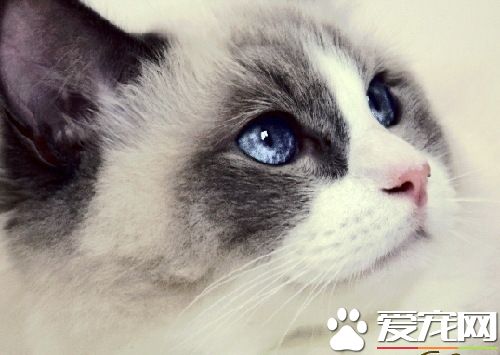 布偶猫不满背失格吗 布偶猫失格标准是什么