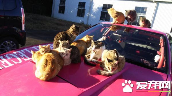 爱车被浪喵霸占取暖 猫咪实在太可爱只好共享啦