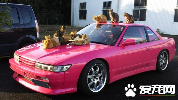 爱车被浪喵霸占取暖 猫咪实在太可爱只好共享啦