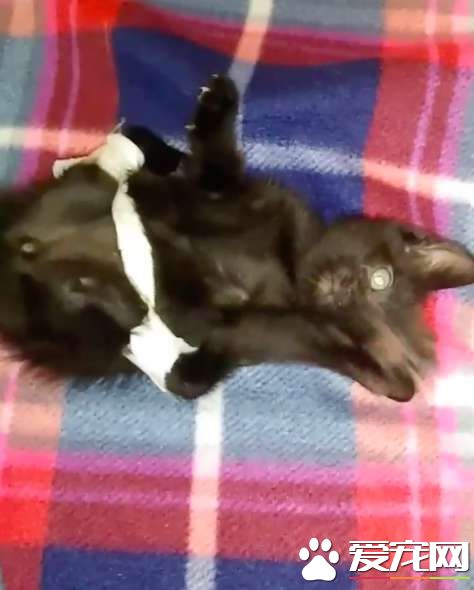 小猫咪先天性畸形像小黑蜘蛛 却依然勇敢探索世界