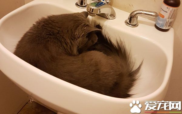 用一张照片形容你的猫 会是哪张代表照呢?