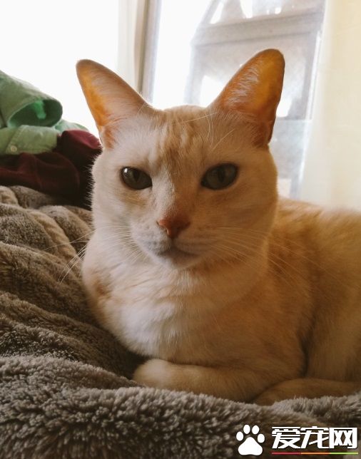 喵星人装可怜骗饭被爸爸识破 留下纸条不要被骗