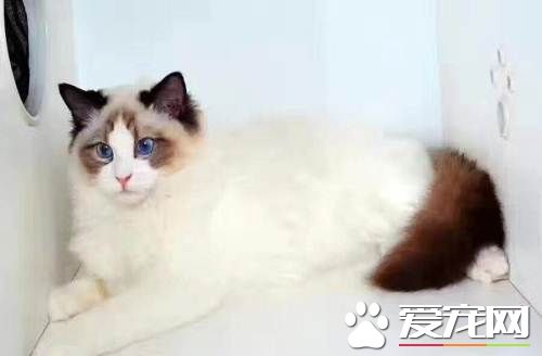 布偶猫不怕疼吗 养布偶猫的误区有哪些