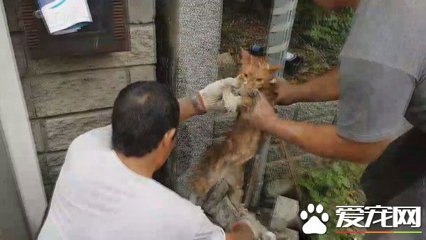 小猫翘家卡石缝内 屋主超佛心同意拆墙救猫