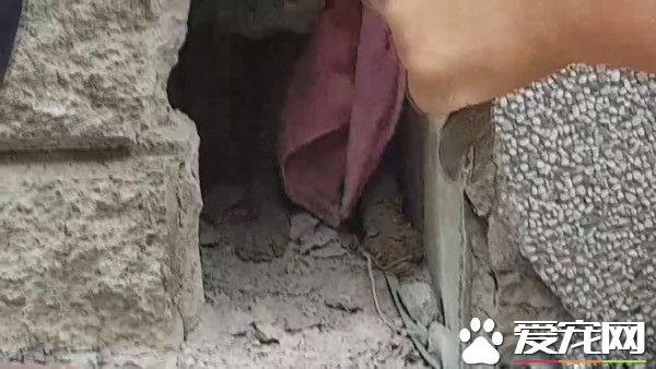 小猫翘家卡石缝内 屋主超佛心同意拆墙救猫