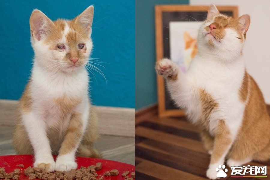 无眼猫超幸运遇好主人 收编后还会超多才艺