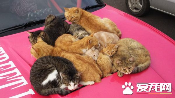 爱车被浪喵霸占取暖 猫咪实在太可爱只好共享啦
