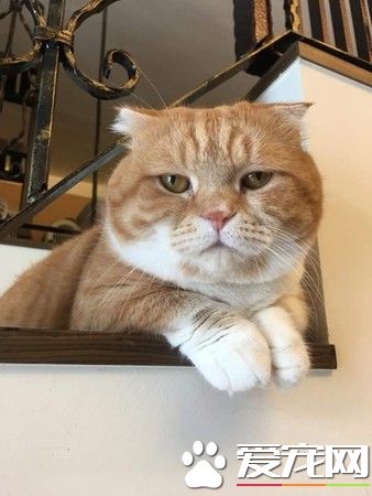 这段期间你到底发生什么事 萌猫长大变讨债老大