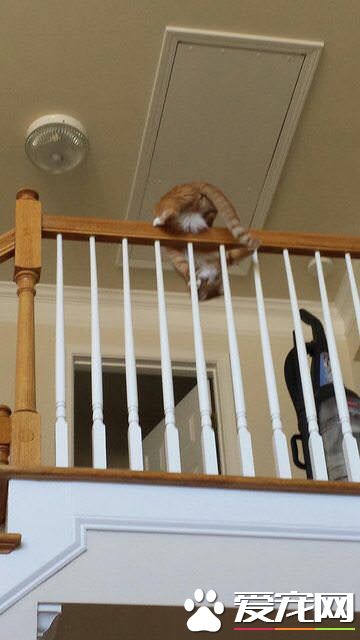 用一张照片形容你的猫 会是哪张代表照呢?