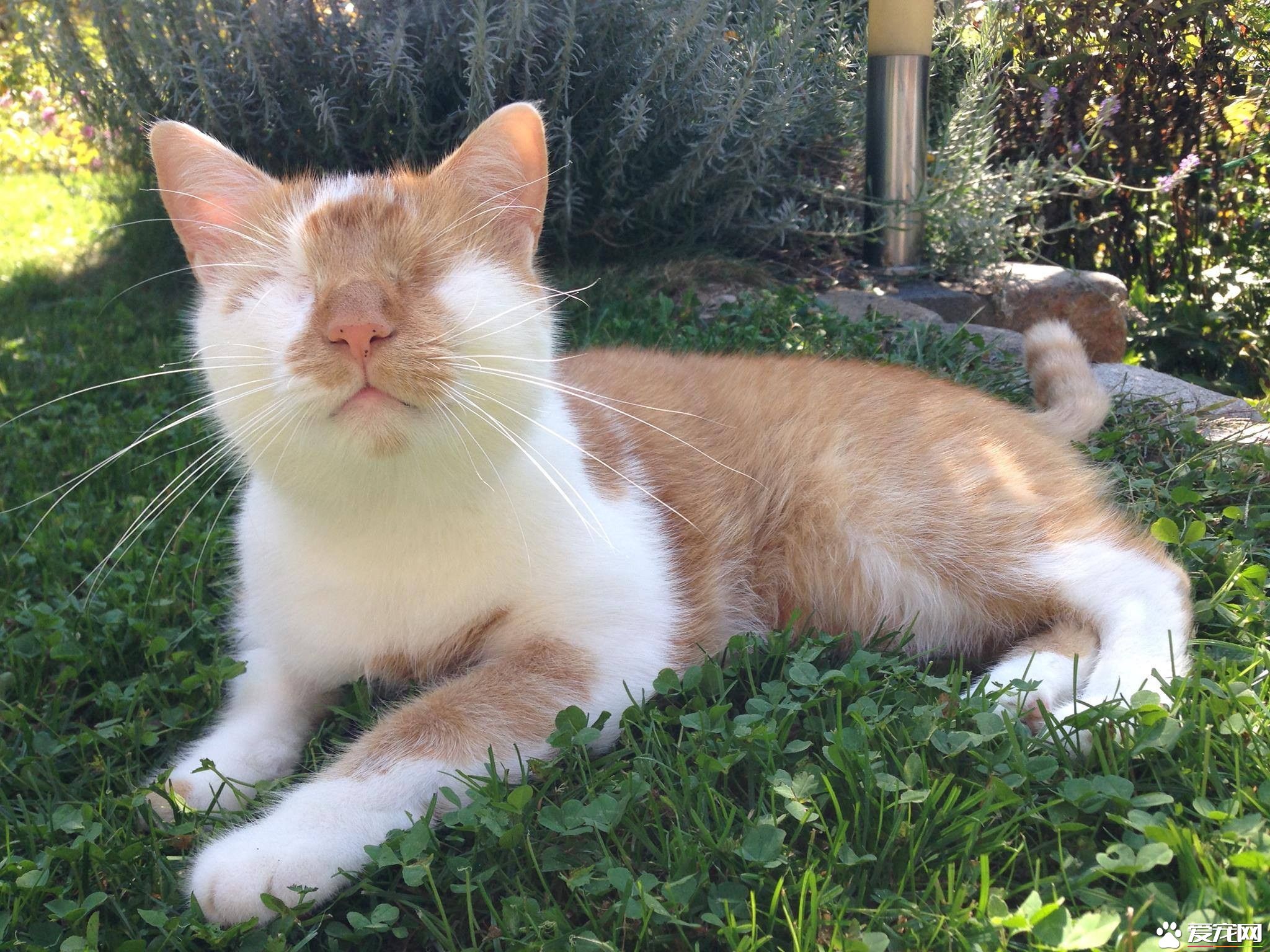 无眼猫超幸运遇好主人 收编后还会超多才艺