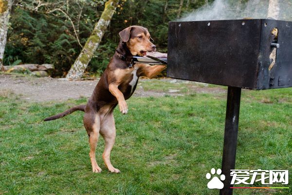 米克斯狗狗成为电影演员 还意外与狗姊妹相认