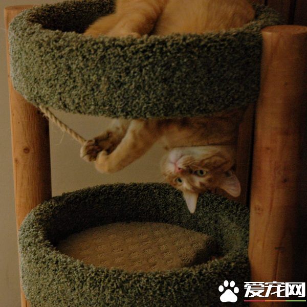 用一张照片形容你的猫 会是哪张代表照呢?