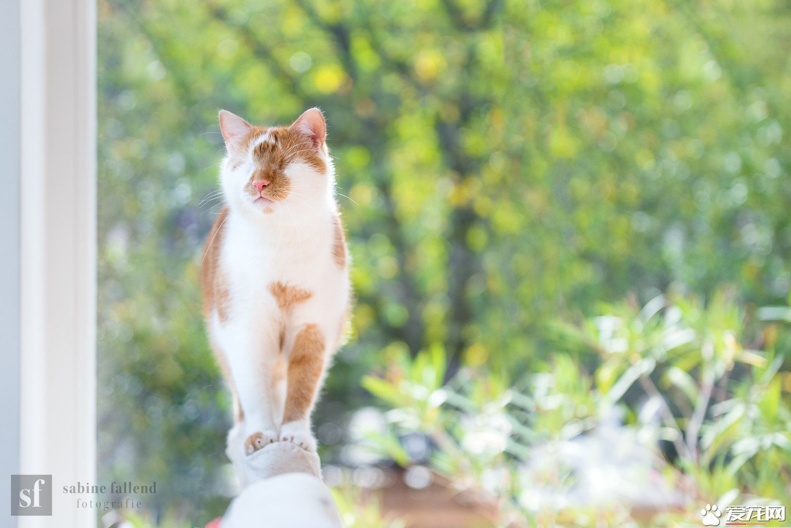 无眼猫超幸运遇好主人 收编后还会超多才艺