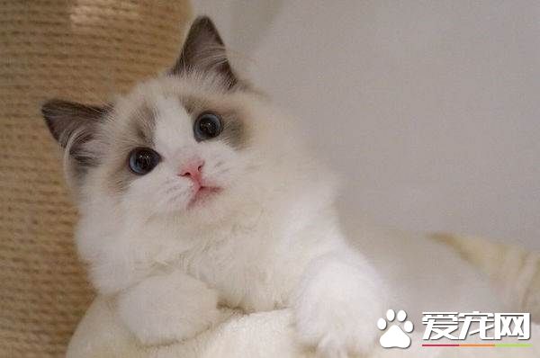 布偶猫一直叫 布偶猫一直叫是什么原因