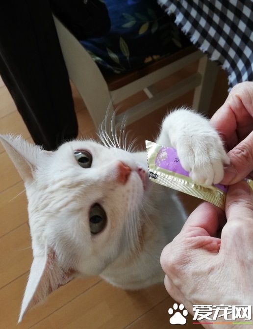 喵星人装可怜骗饭被爸爸识破 留下纸条不要被骗