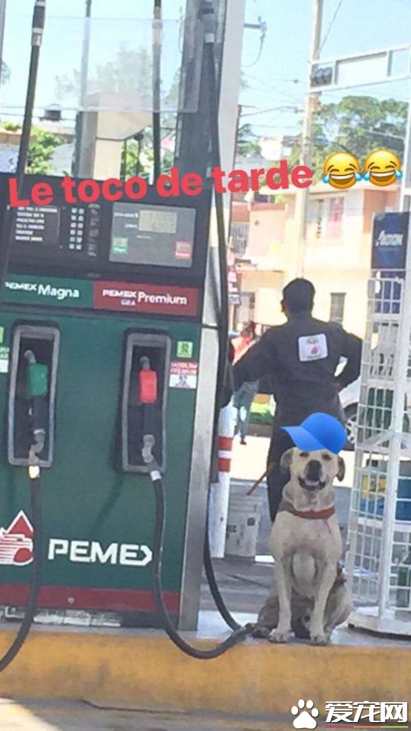 浪浪在加油站被收养 击退抢匪成大家的小英雄!