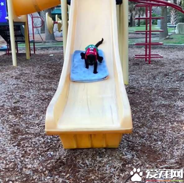 小猫咪先天性畸形像小黑蜘蛛 却依然勇敢探索世界