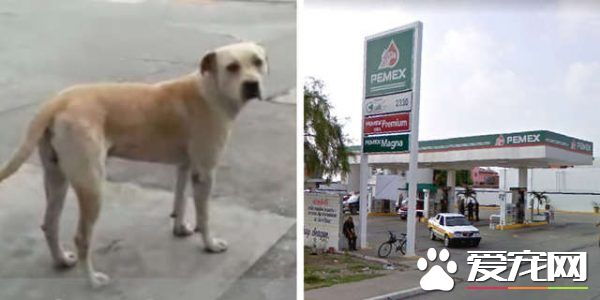 浪浪在加油站被收养 击退抢匪成大家的小英雄!