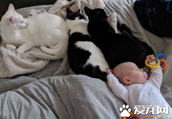 监视器里拍到史上最萌画面 黑猫时刻陪伴妹妹