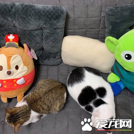 猫大盗被当场抓包 超级逗趣的现行犯模样