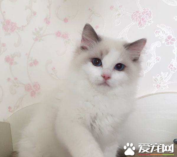 布偶猫不会叫怎么回事 布偶猫不会叫怎么办