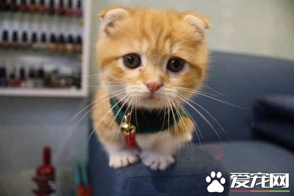 这段期间你到底发生什么事 萌猫长大变讨债老大