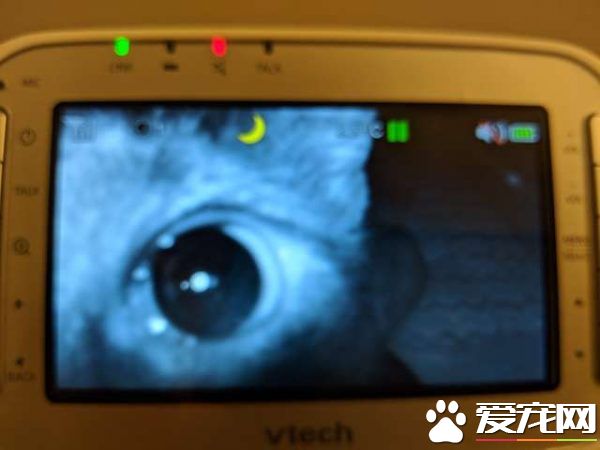 监视器里拍到史上最萌画面 黑猫时刻陪伴妹妹