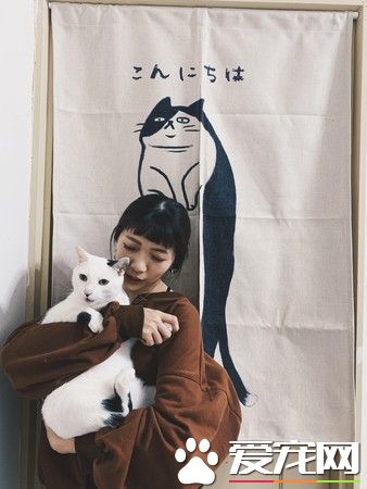 猫大盗被当场抓包 超级逗趣的现行犯模样