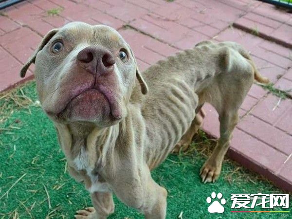 比特犬米克斯被关狗笼 饿到皮包骨幸得及时救援