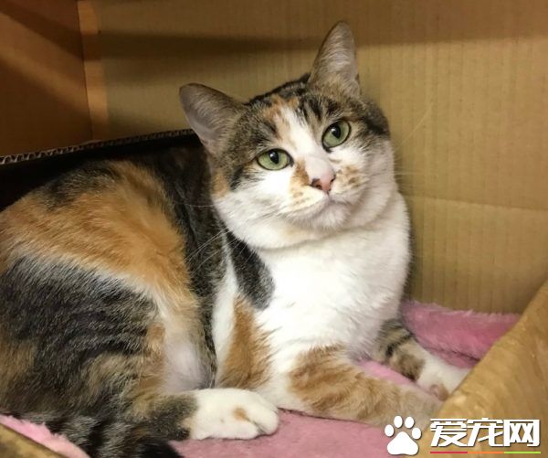 简直是六星级的猫旅店! 报废厢型车的大改造