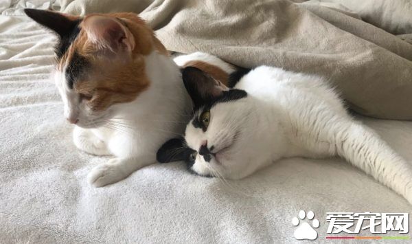 简直是六星级的猫旅店! 报废厢型车的大改造