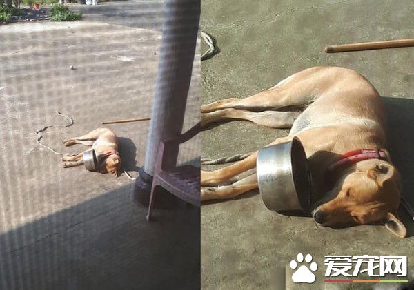 吃个东西有这么懒吗? 米克斯吃饭饭醉倒