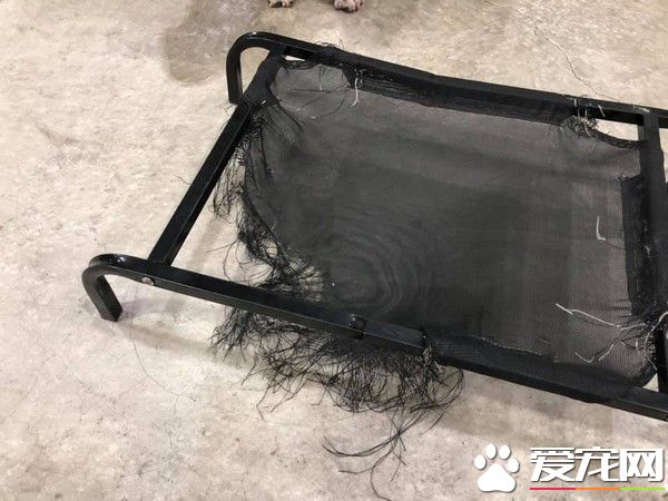 狗床被咬成超时尚流苏 狗狗一旁超无辜表情