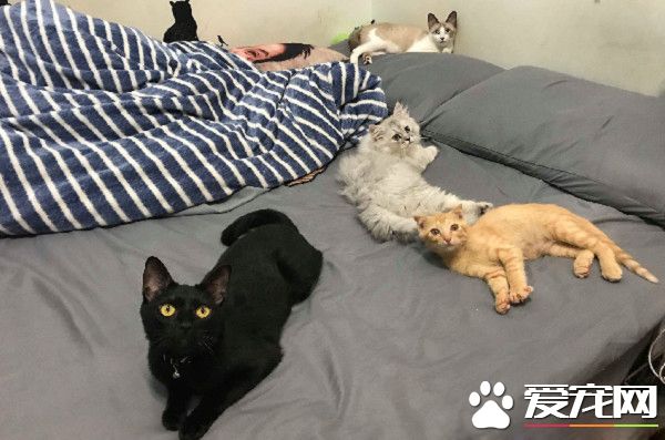房间被猫咪炸弹炸过 凶手却一旁卖乖超萌