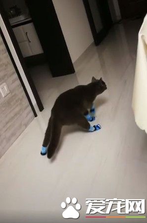 喵星人穿上袜子后忘了要如何走路 瞬间变树懒