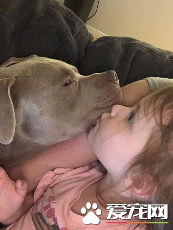 比特犬米克斯被关狗笼 饿到皮包骨幸得及时救援