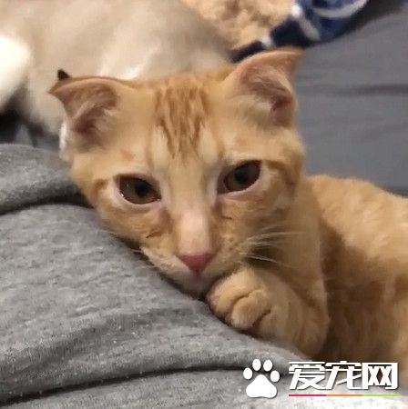 房间被猫咪炸弹炸过 凶手却一旁卖乖超萌