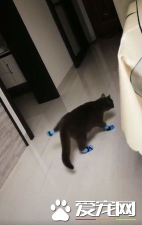 喵星人穿上袜子后忘了要如何走路 瞬间变树懒