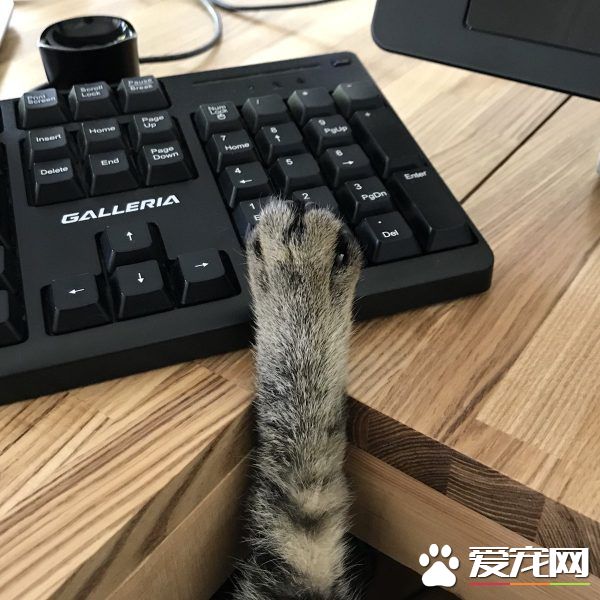 想要跟猫主子一起上班 现实根本不是一回事啊