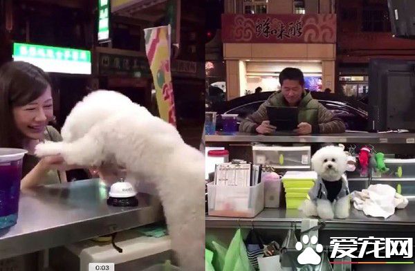 超现实的汪汪 待客差别待遇太明显啦